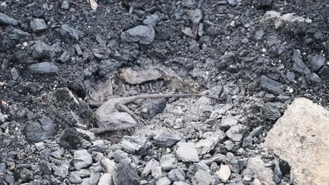 Grey Lizard Digging Nest Hole in Australian Rocky Soil Stock Footage 337848122