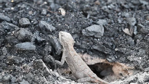 Grey Lizard Digging Nest Hole in Australian Rocky Soil Stock Footage 337848450