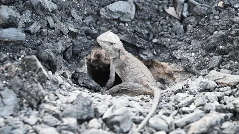 Grey Lizard Digging Nest Hole in Australian Rocky Soil Stock Footage 337849347