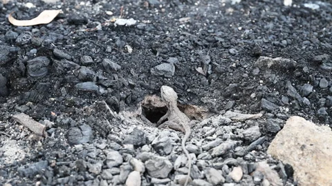 Grey Lizard Digging Nest Hole in Australian Rocky Soil Stock Footage 337849696