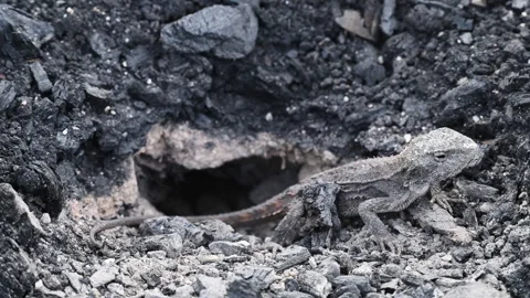 Grey Lizard Digging Nest Hole in Australian Rocky Soil Stock Footage 337849882