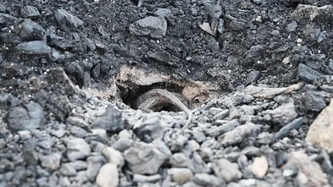 Grey Lizard Digging Nest Hole in Australian Rocky Soil Stock Footage 337849938