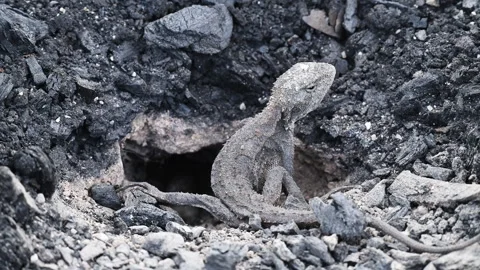 Grey Lizard Digging Nest Hole in Australian Rocky Soil Stock Footage 337850604