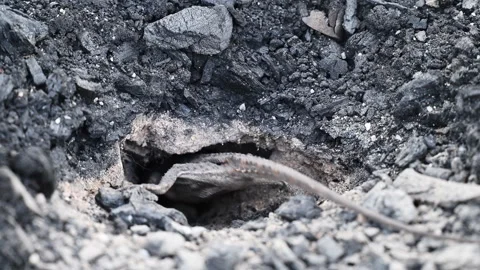 Grey Lizard Digging Nest Hole in Australian Rocky Soil Stock Footage 337850845