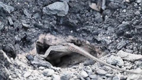 Grey Lizard Digging Nest Hole in Australian Rocky Soil 스톡 동영상 337850895