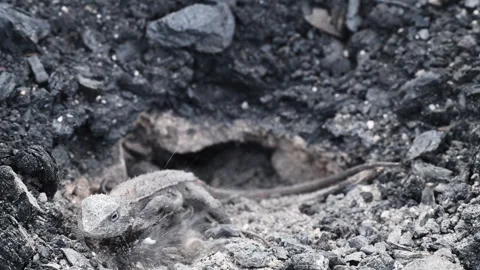 Grey Lizard Digging Nest Hole in Australian Rocky Soil 스톡 동영상 337851297