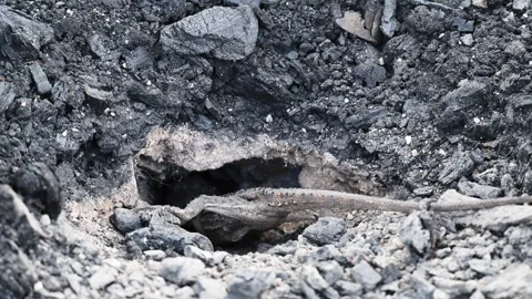 Grey Lizard Digging Nest Hole in Australian Rocky Soil Stock Footage 337851321
