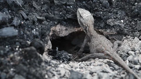 Grey Lizard Digging Nest Hole in Australian Rocky Soil Stock Footage 337851746