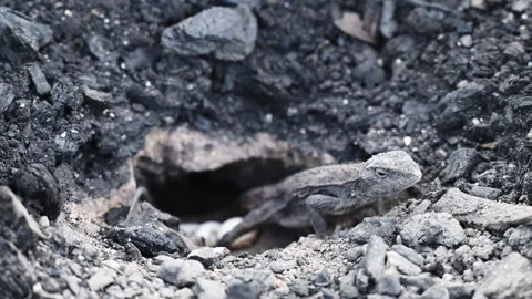 Grey Lizard Digging Nest Hole in Australian Rocky Soil Stock Footage 337851829