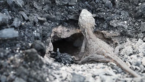 Grey Lizard Digging Nest Hole in Australian Rocky Soil Stock Footage 337851962