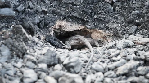 Grey Lizard Digging Nest Hole in Australian Rocky Soil Stock Footage 337852116