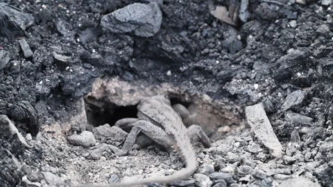 Grey Lizard Digging Nest Hole in Australian Rocky Soil Stock Footage 337852127