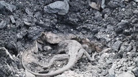 Grey Lizard Digging Nest Hole in Australian Rocky Soil Stock Footage 337852300