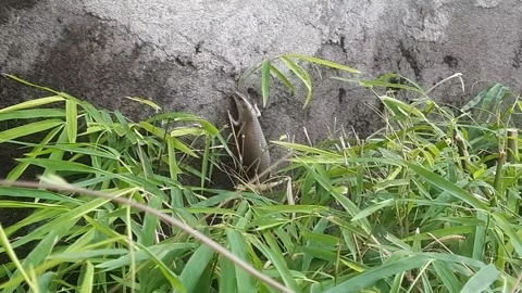 Grey Lizard on Grey Wall Stock-Footage 333034610