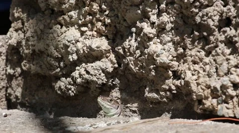 Grey lizard hiding among the rocks Video stock 40389159