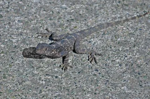 Grey Lizard Foto stock