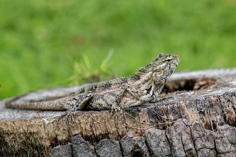 A grey lizard Foto stock