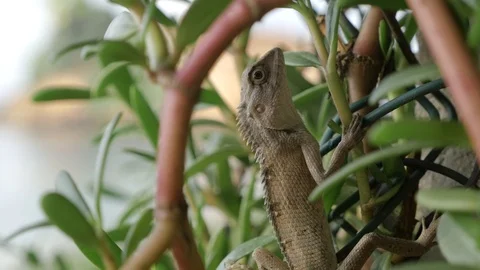 Grey lizard on plant Stock Footage 71563567