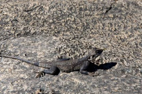 Grey Lizard on Stone Closeup Stock Photos