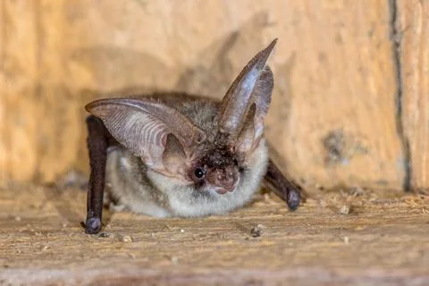 Grey long eared bat Stock Photos