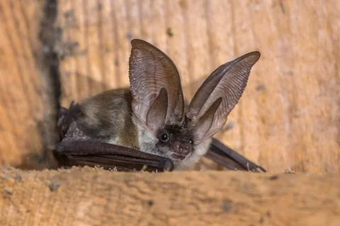 Grey long eared bat Stock Photos