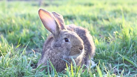 Grey long-eared pet rabbit on a green meadow looking to the camera. Stock Footage 127377444