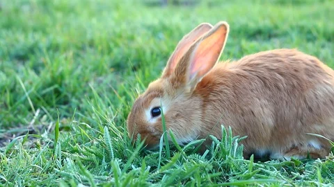 Grey long-eared pet rabbit on a green meadow looking to the camera. Stock Footage 127377841