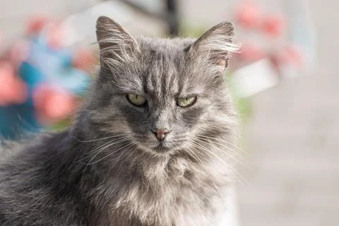 Grey long haired cat looking into the camera Stock Photos