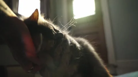 A grey long haired pet cat enjoys being pet by its' owner. Dramatic daylight Stock Footage 300852837