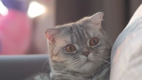 A grey lop-eared cat is lying on a grey sofa Stock Footage 168247875