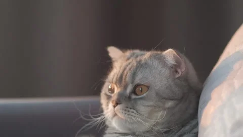A grey lop-eared cat is lying on a grey sofa Stock Footage 168247905