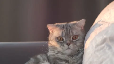 A grey lop-eared cat is lying on a grey sofa Stock Footage 168247909