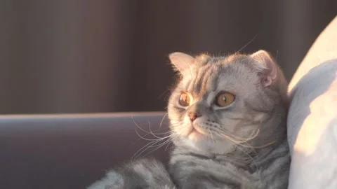 A grey lop-eared cat is lying on a grey sofa Stock Footage 168247925