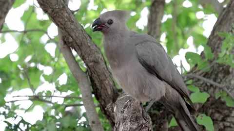 Grey lourie cooling down Stock Footage 302735566