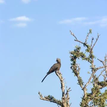 Grey Lourie Stock Photos