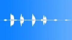 Grey louries calling Sound Effect