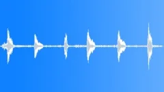 Grey louries calling Sound Effect