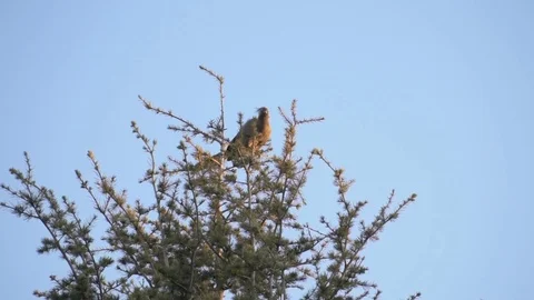 Grey Lurie \ Bird Flying off tree Stock Footage 91982526