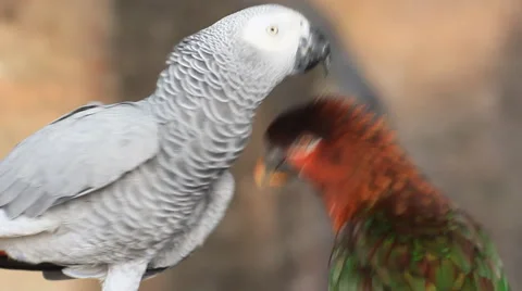 Grey macaw and green macaw Stock Footage 40366761