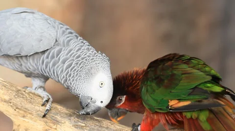Grey macaw and green macaw Stock Footage 40367110