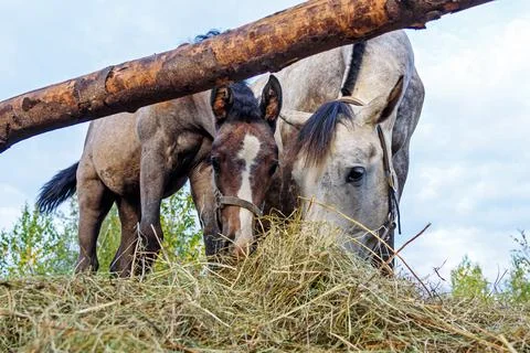Grey mare with colt eats dry grass Stock Photos