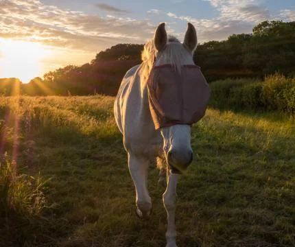 Grey mare in the setting sun Stock Photos