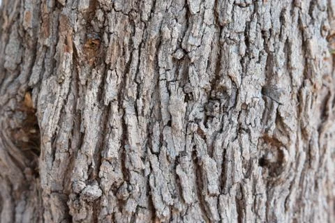 Grey mediterranean tree back closeup Stock Photos