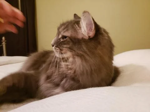 Grey Medium-haired Cat on a bed with a hand of a person Stock Photos