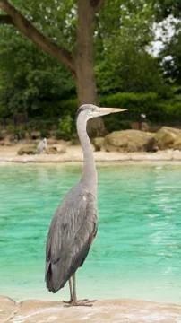 A grey medium heron Stock Photos