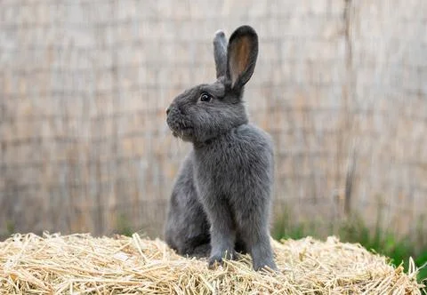 Grey medium-sized rabbit pannon ram sits on dry grass Stock Photos