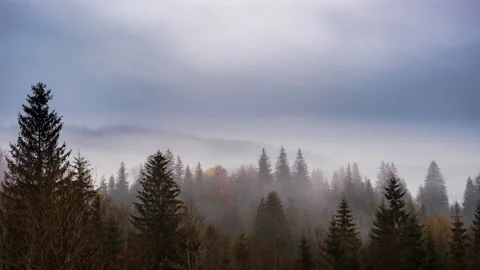 Grey mist covered the pine forest Stock Footage 144123579
