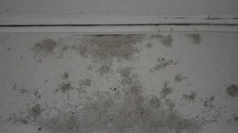 Grey Mold on a White Wall HD Stockbeeldmateriaal 7732105