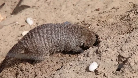 Grey mongoose digging pit in the sand Stock Footage 120161433