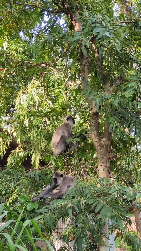 Grey monkey group sitting 動画素材 322011097